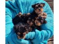 yorkshire-terrier-puppieswhatsapp-me-at-447418348600-small-0
