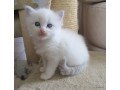 gorgeous-gccf-ragdoll-kittens-whatsapp-me-at-447418348600-small-0