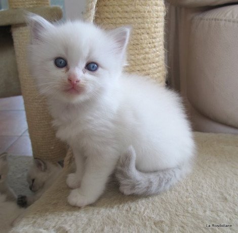 gorgeous-gccf-ragdoll-kittens-whatsapp-me-at-447418348600-big-0