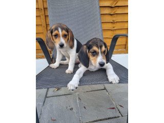 Pedigree Beagle puppies