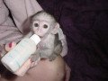 lovely-baby-capuchin-monkeys-for-sale-small-0