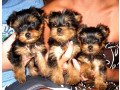 adorable-teacup-yorkie-puppies-447440524997-small-0