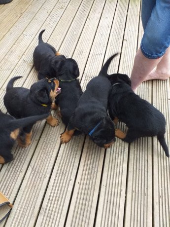 top-quality-rottweiler-puppies-big-0