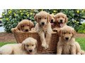 gorgeous-golden-retriever-puppies-small-0