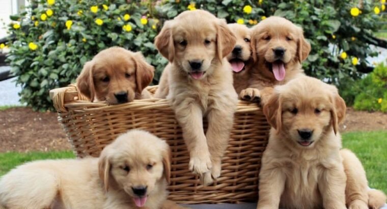 gorgeous-golden-retriever-puppies-big-0