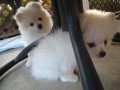 stunning-pomeranian-puppies-small-0