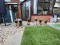 bullmastiff-puppies-small-0