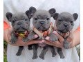 french-bulldog-puppies-for-rehoming-small-0