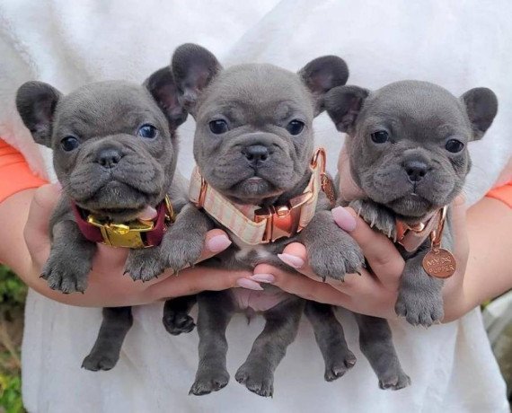 french-bulldog-puppies-for-rehoming-big-0
