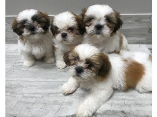 Shih Tzu puppies +447440524997