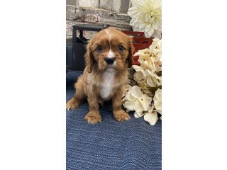 Magnificent, family raised Cavalier KingCHarles Spaniel puppies for sale