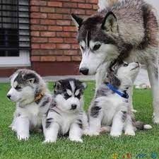 siberian-husky-puppies-big-0