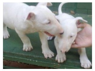 Charming Bull Terrier Puppies