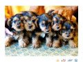 yorkshire-terrier-puppies-available-small-0