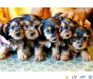 yorkshire-terrier-puppies-available-big-0