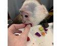 adorable-capuchin-monkeys-44-7949891199-small-0