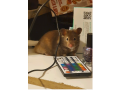 syrian-hamster-small-2