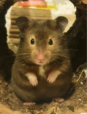 syrian-hamster-big-1