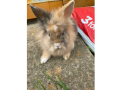boys-and-girls-lion-head-rabbits-small-0