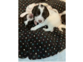 2-beautiful-english-springer-spaniels-puppies-for-sale-small-1