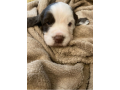 2-beautiful-english-springer-spaniels-puppies-for-sale-small-0