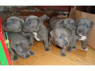 Adorable staffy puppies