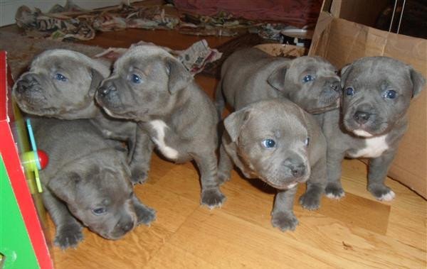 adorable-staffy-puppies-big-0