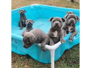 Blue Staffy Puppies Avialable