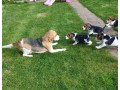 adorable-beagle-puppies-small-0