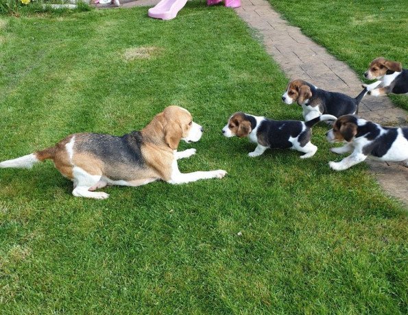 adorable-beagle-puppies-big-0