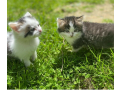 cats-small-2