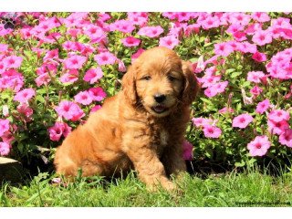 Mini Goldendoodle Puppies Whatsapp +447565118464