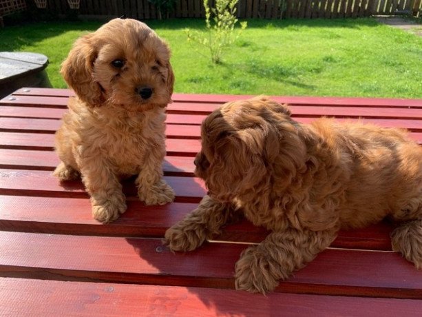 miniature-poodle-puppies-whatsapp-447565118464-big-0