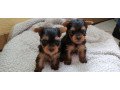 yorkshire-terrier-puppies-for-you-small-1