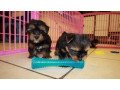 yorkshire-terrier-puppies-for-you-small-0