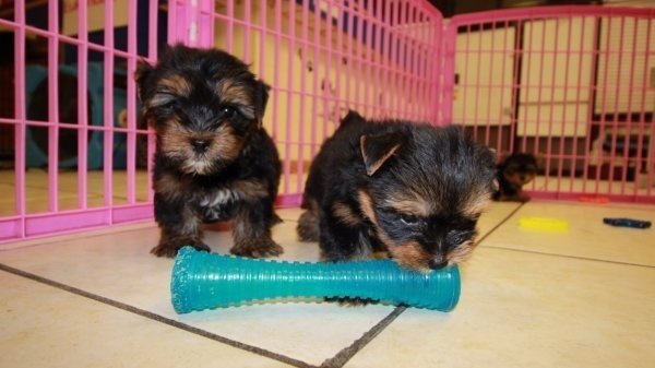 yorkshire-terrier-puppies-for-you-big-2