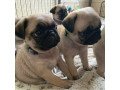 beautiful-pug-puppies-for-good-home-small-1