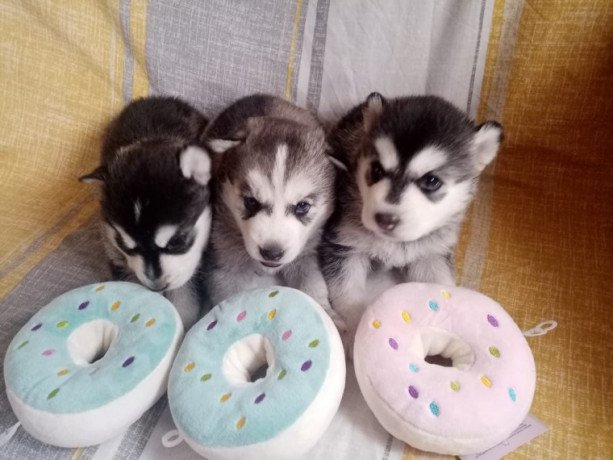 siberian-husky-puppies-for-adoption-big-0