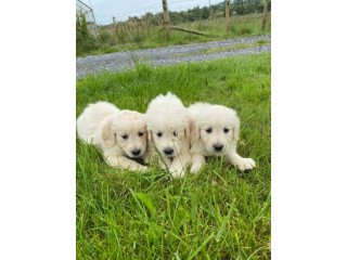 Raised Golden Retriever puppies for adoption