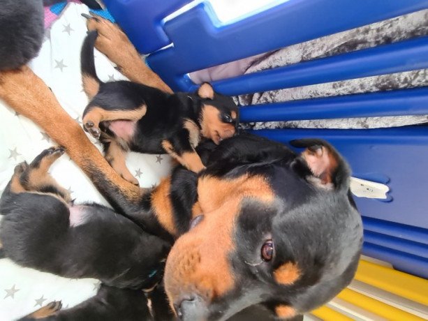 rottweiler-puppies-for-sale-big-0
