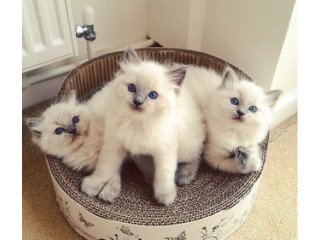 Registered male and female Ragdol kittens