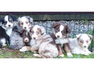 Australian shepherd puppies available KC Registered, 10weeks old