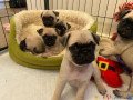 pugs-puppies-ready-now-small-0
