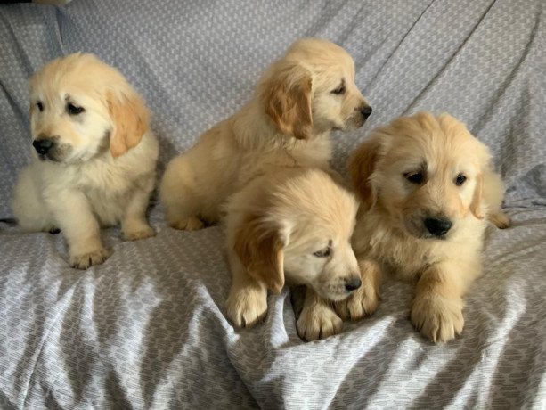 super-adorable-male-and-a-female-golden-retriever-puppies-big-0