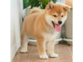 amazing-male-and-female-shiba-inu-puppies-small-0