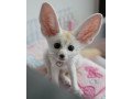 fennec-foxes-available-small-0