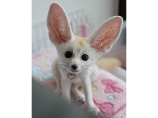 Fennec foxes available