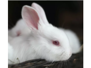 Beautiful Cute white rabbits