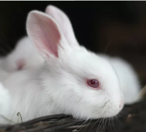 beautiful-cute-white-rabbits-big-0