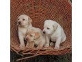 labradors-retriever-puppies-small-0